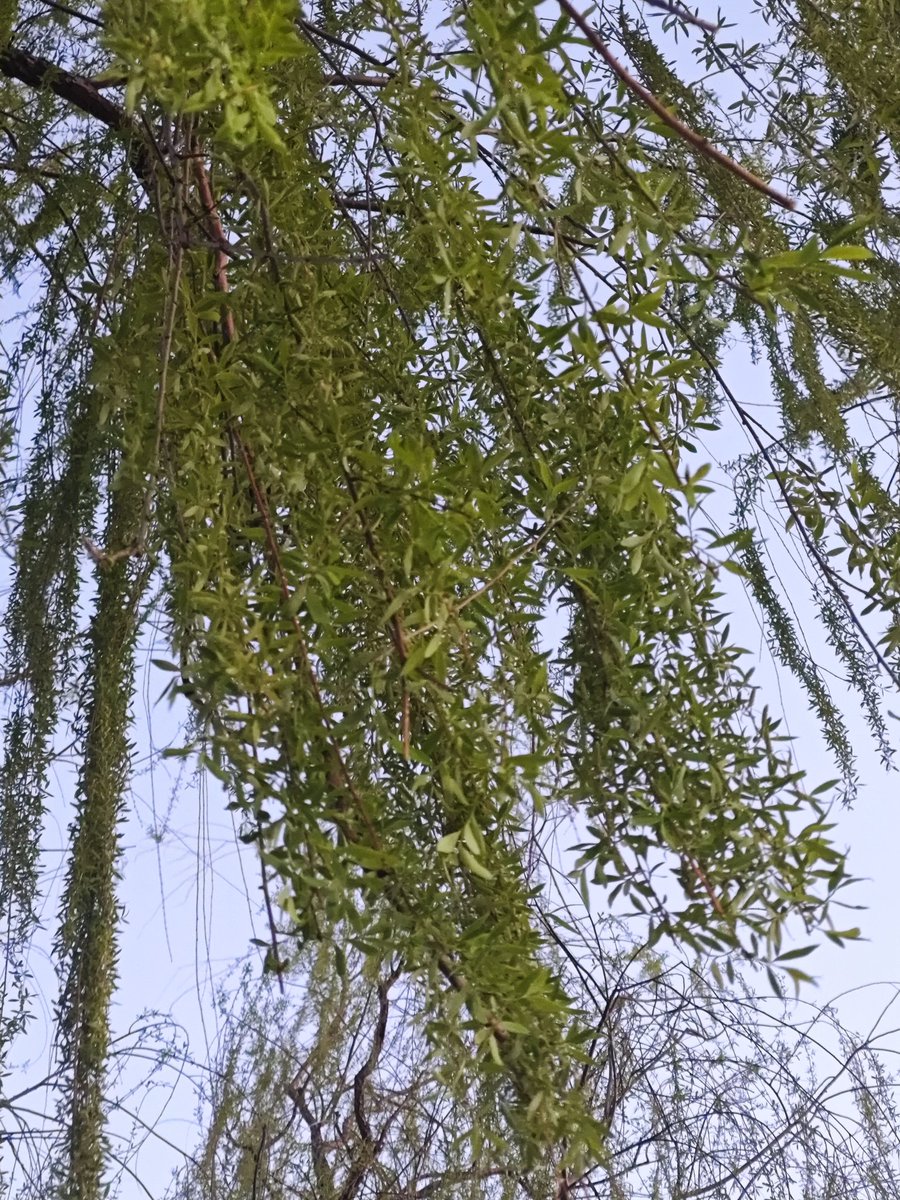 灰色的北方迎来春天了