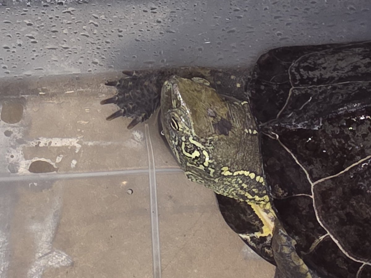 すくっらでしけこ tweet media