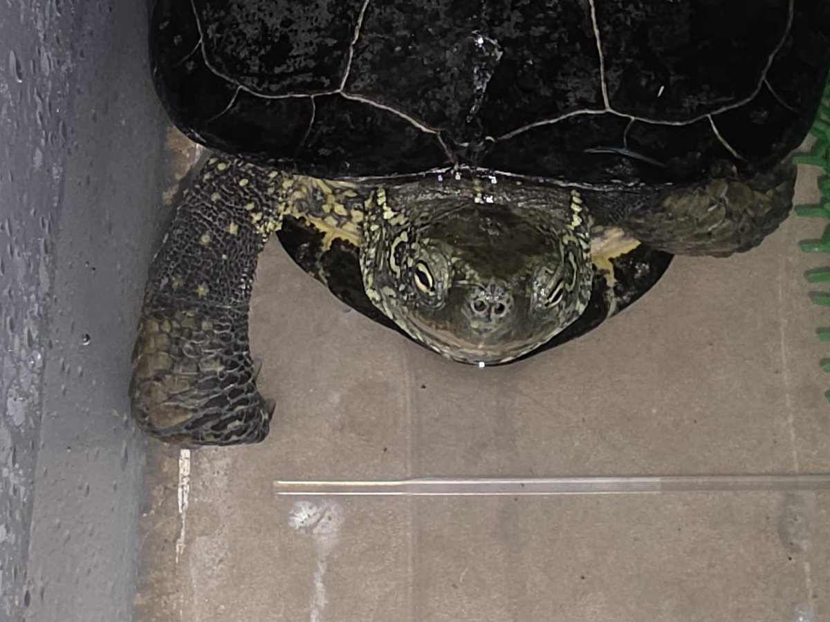 すくっらでしけこ tweet media