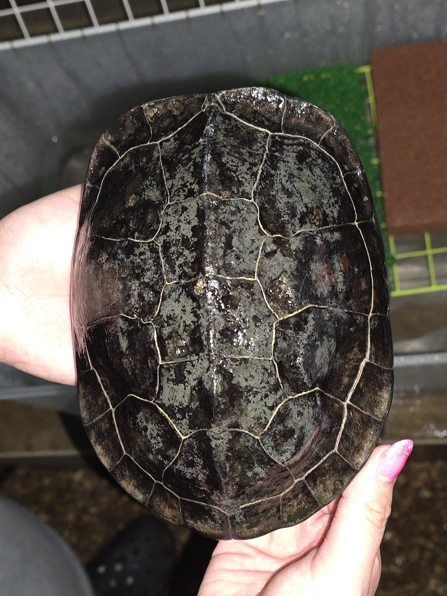 すくっらでしけこ tweet media