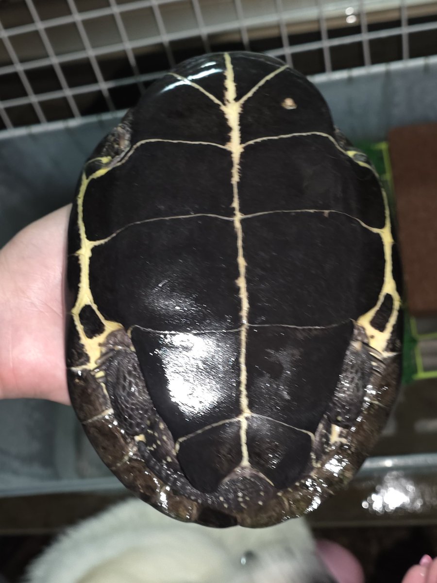 すくっらでしけこ tweet media