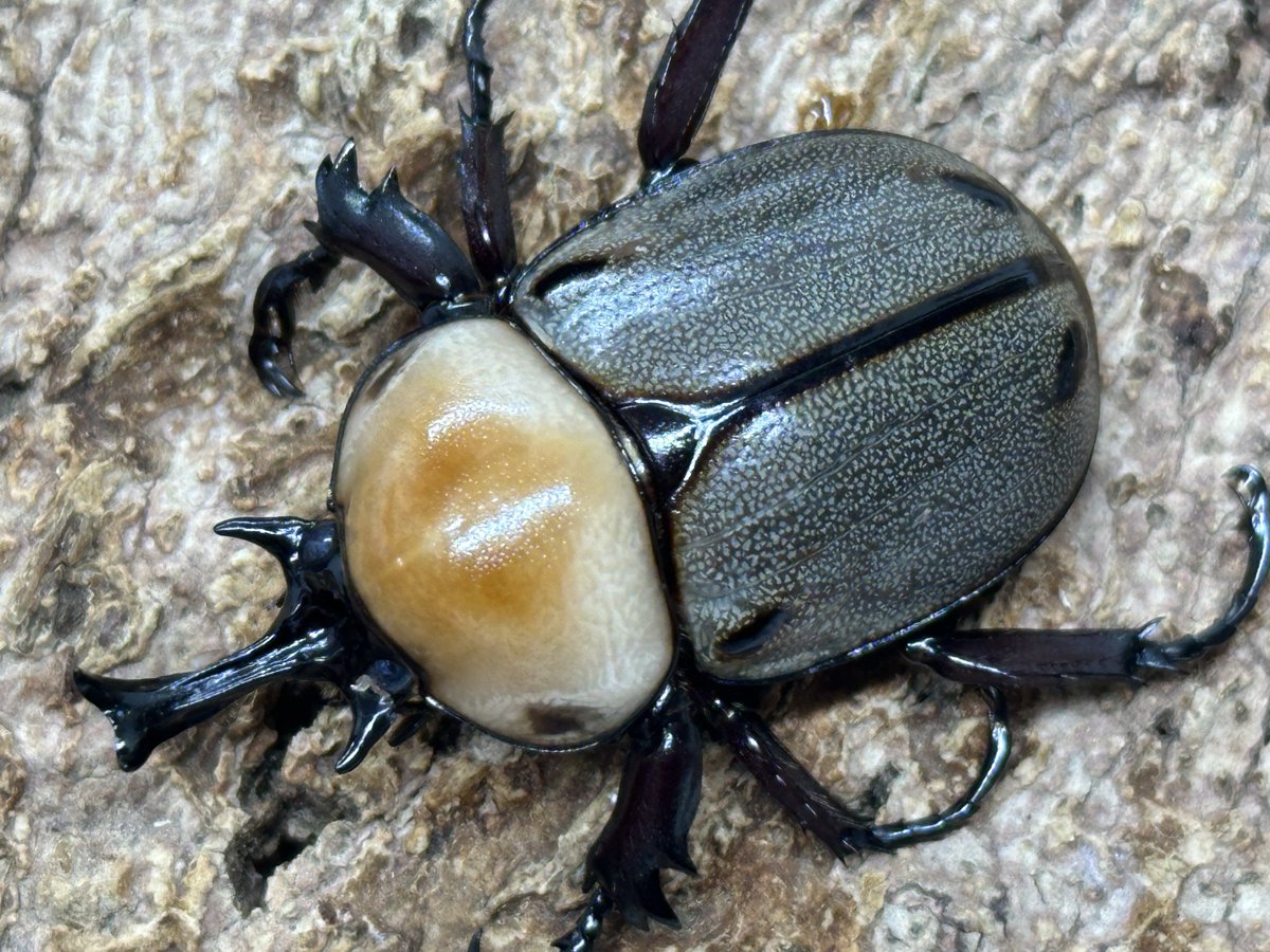 むしやどんぐり tweet media