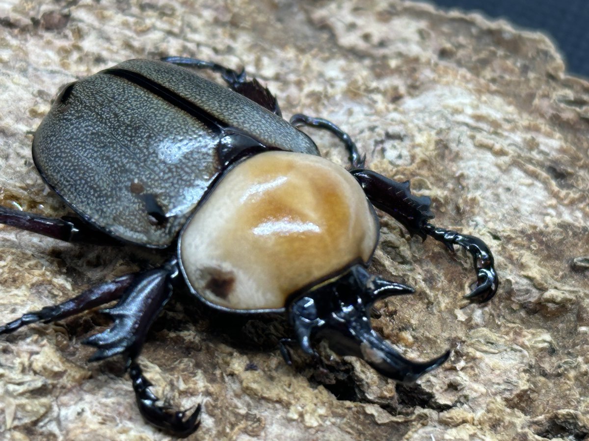 むしやどんぐり tweet media