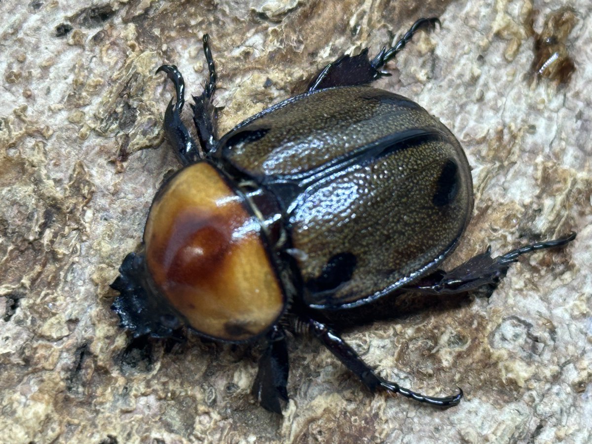 むしやどんぐり tweet media