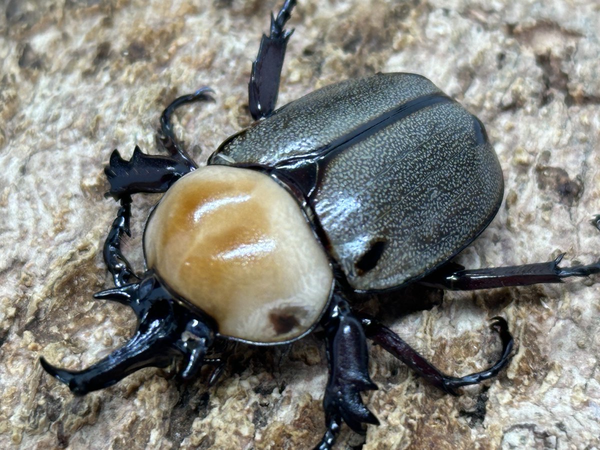 むしやどんぐり tweet media