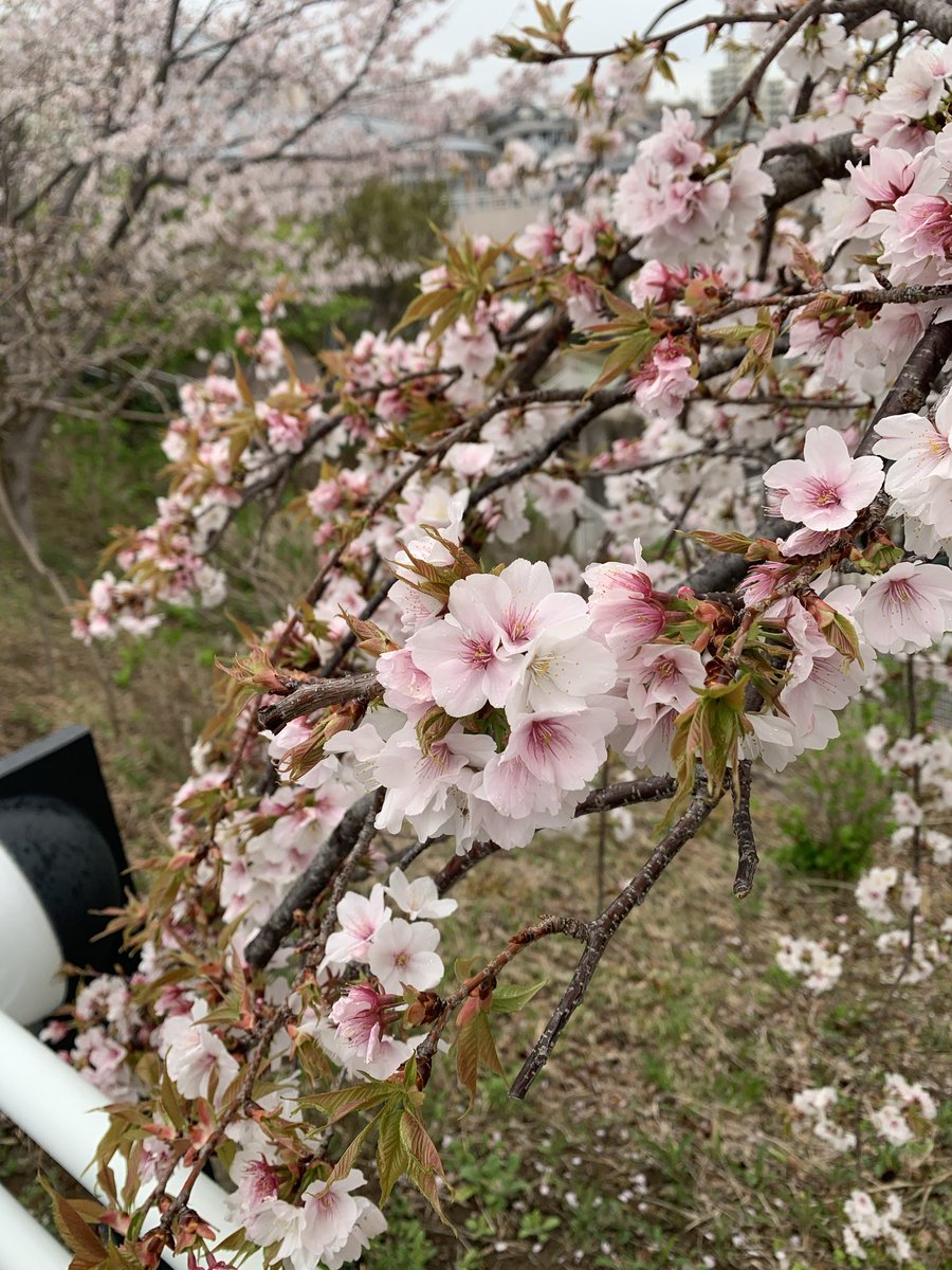 Heavyjavelin：ヘビージャヴェリン tweet media