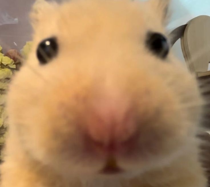 햠삐머 tweet media