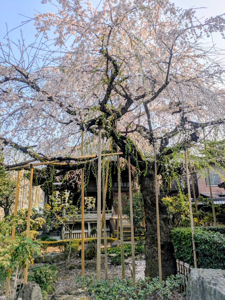 【今週の一枚】浦和「玉蔵院」2026年春、樹齢100年以上のしだれ桜🌸 acore-omiya.jp/gyzs3/