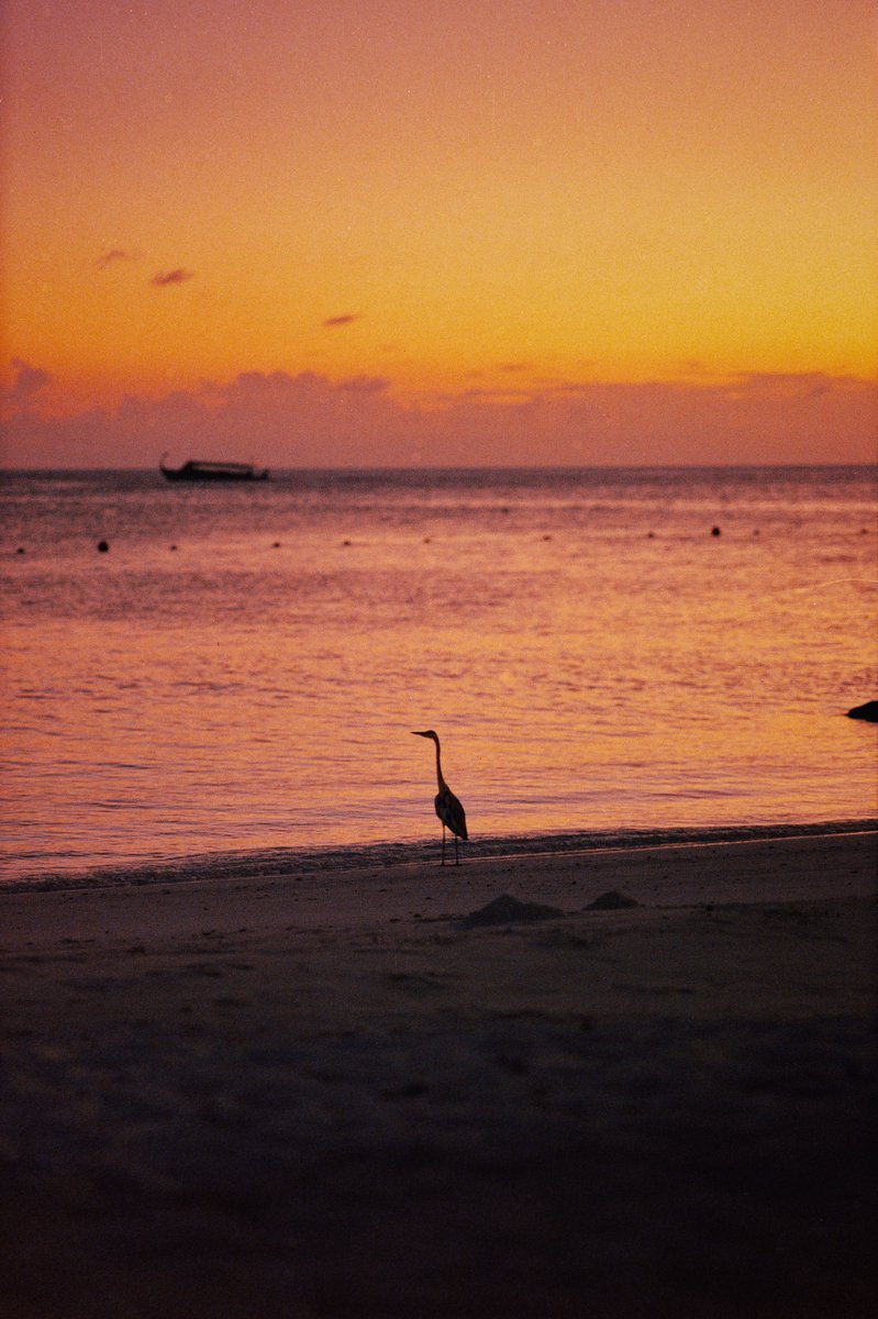 Ilya · イリア tweet media