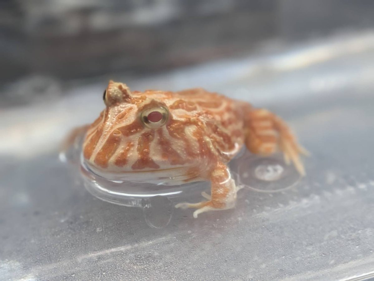 kuroneko heddon(D.N.A) tweet media