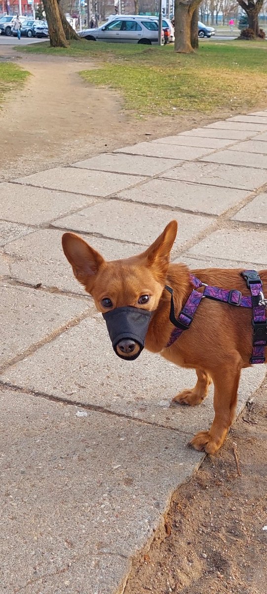 пані жаба tweet media