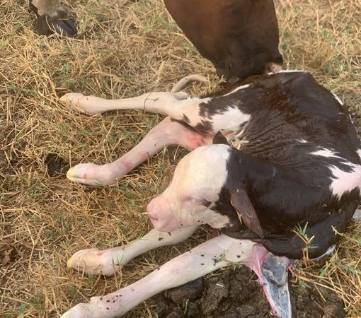 Msafiri123 tweet media