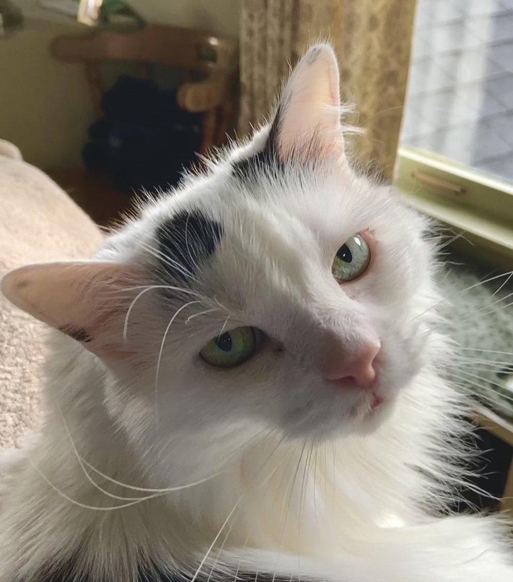 DorotheaCatMiddVT🐈 tweet media