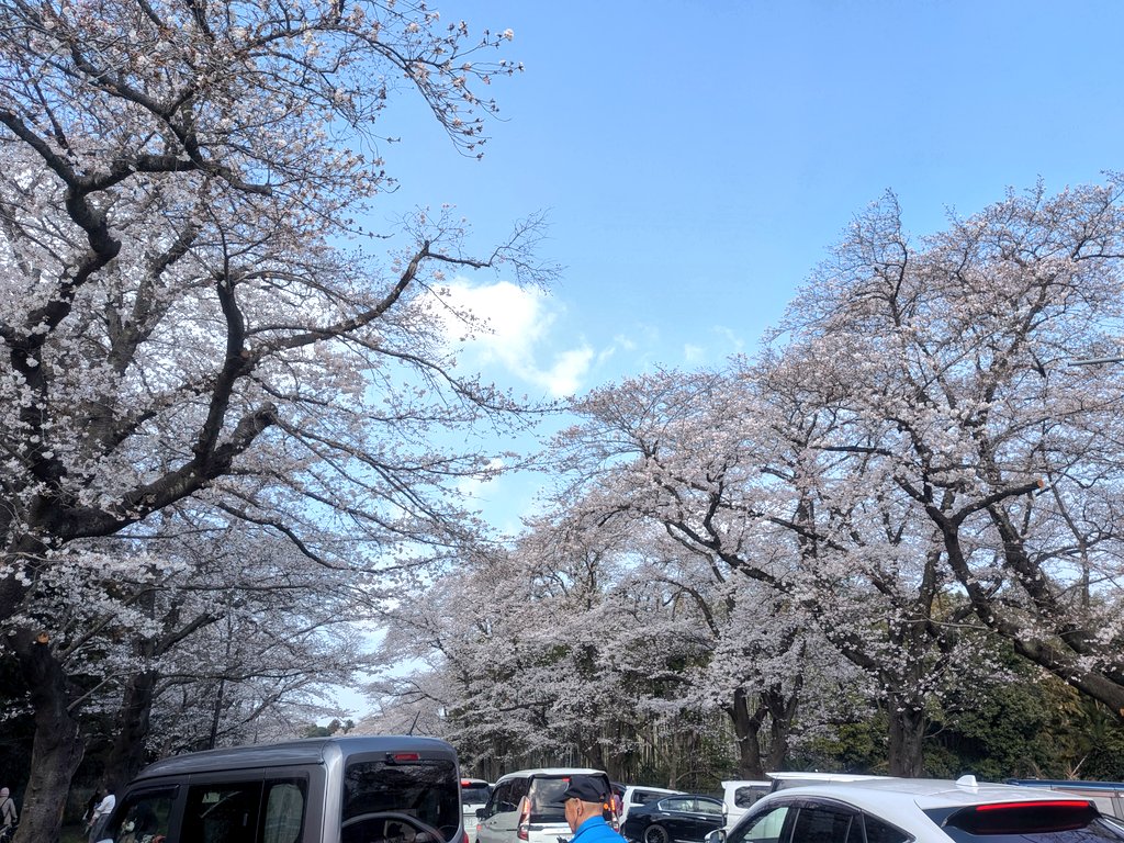 henosima's tweet photo. さくら祭り〜🌸 https://t.co/RIxxLo0MrV