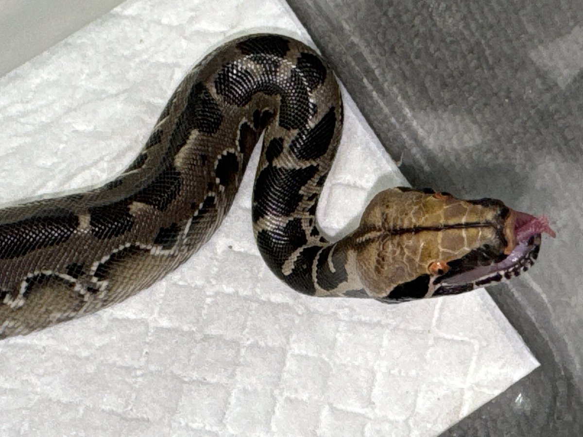 D.N.A高知店 tweet media