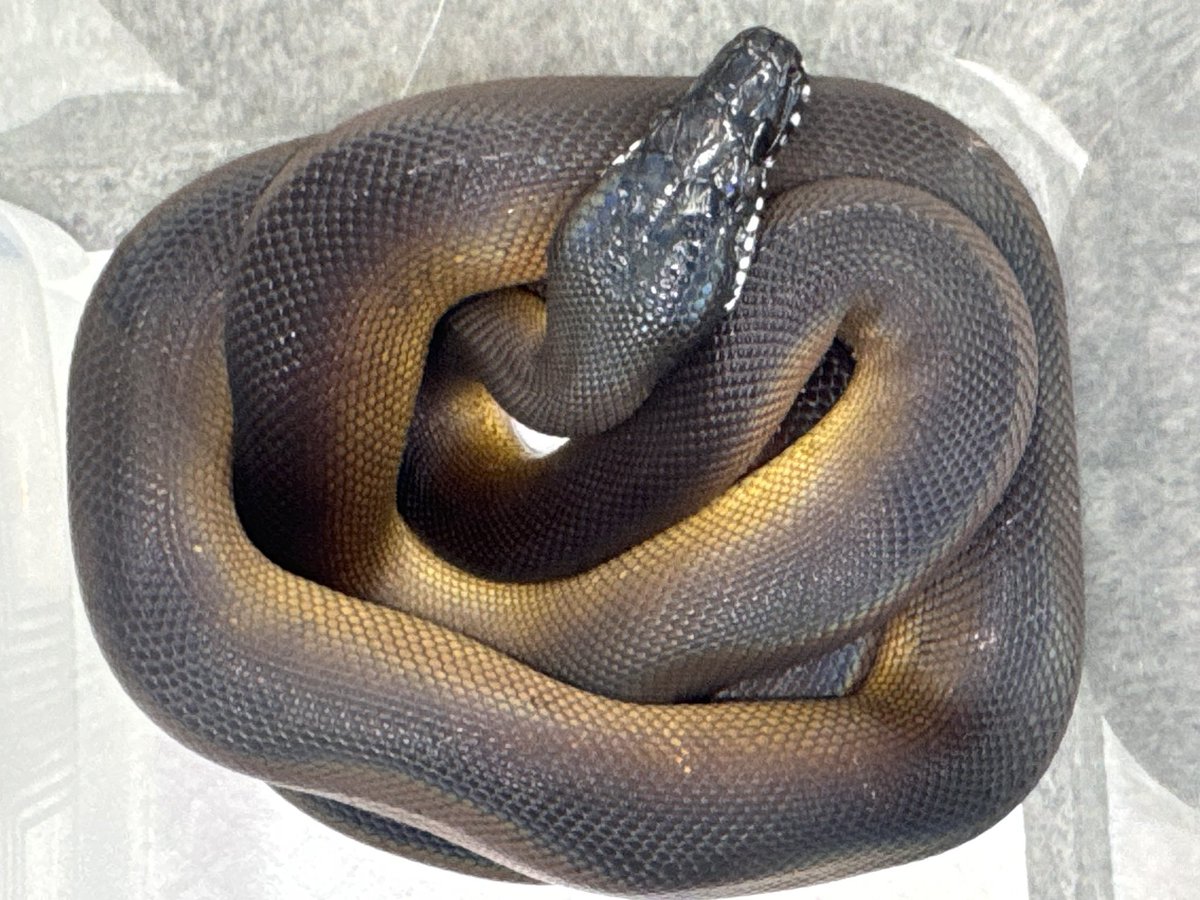 D.N.A高知店 tweet media