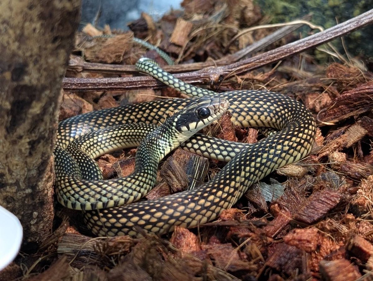 D.N.A高知店 tweet media