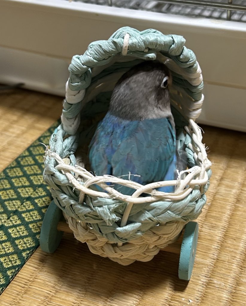 ぼーのんとともんはりまろ時々こんにゃく tweet media