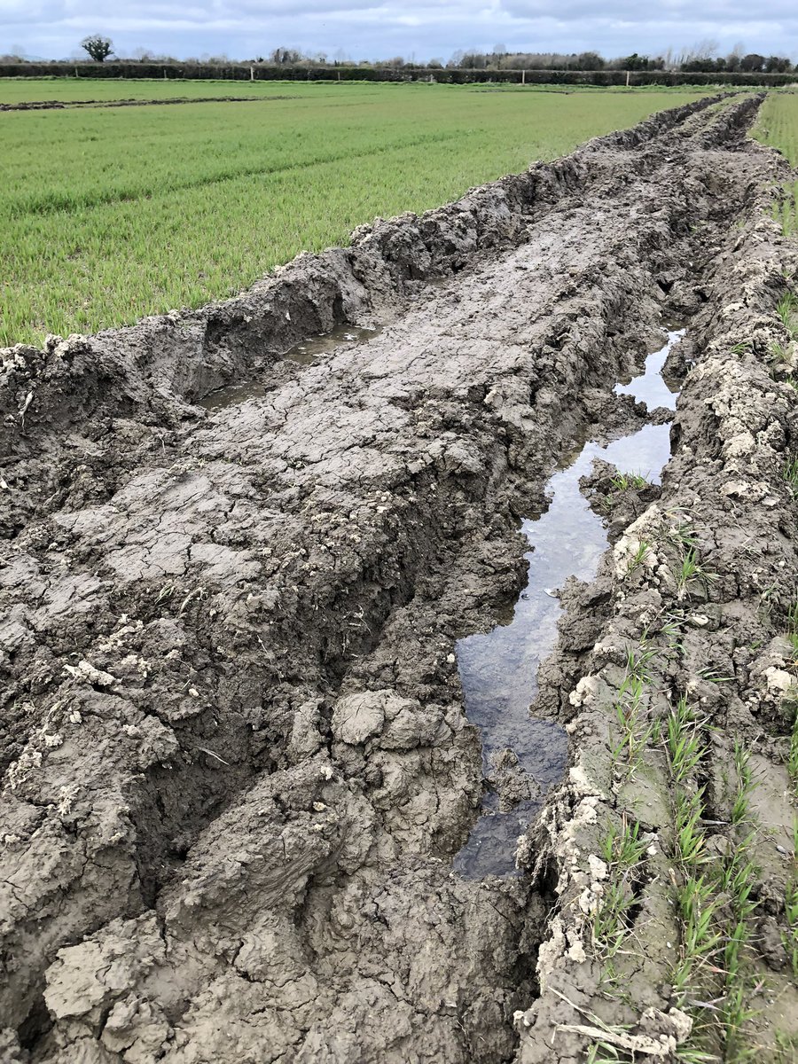 Samuel Deane tweet media