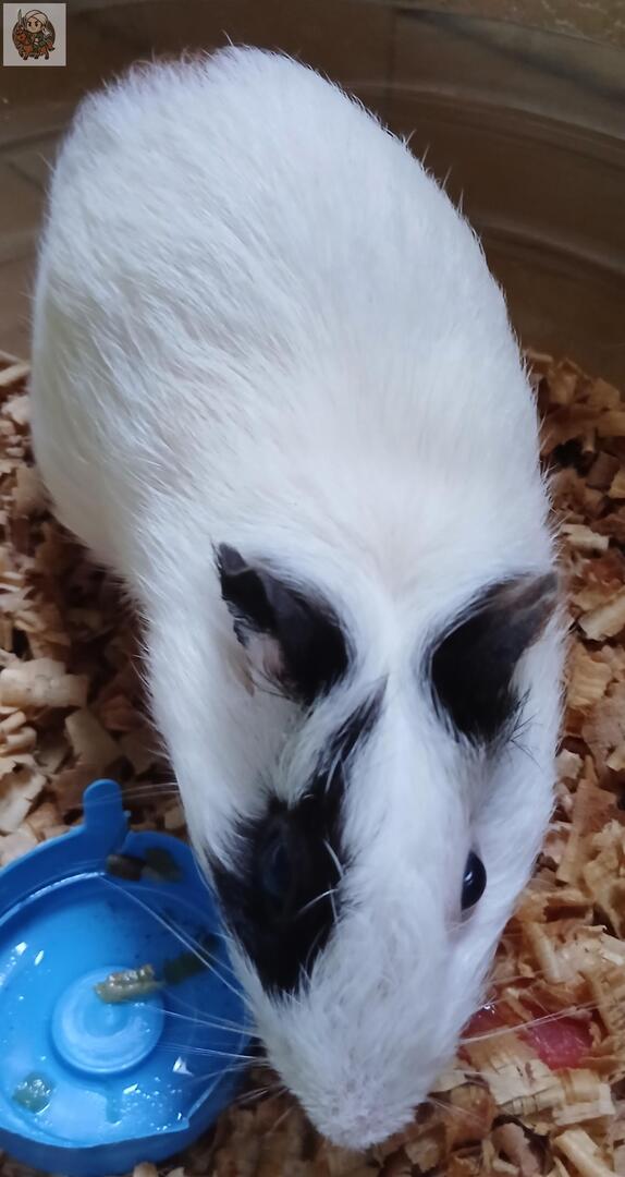 UNDIP MENFESS tweet media