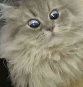 Evgamingmusic EN HIATUS? tweet media