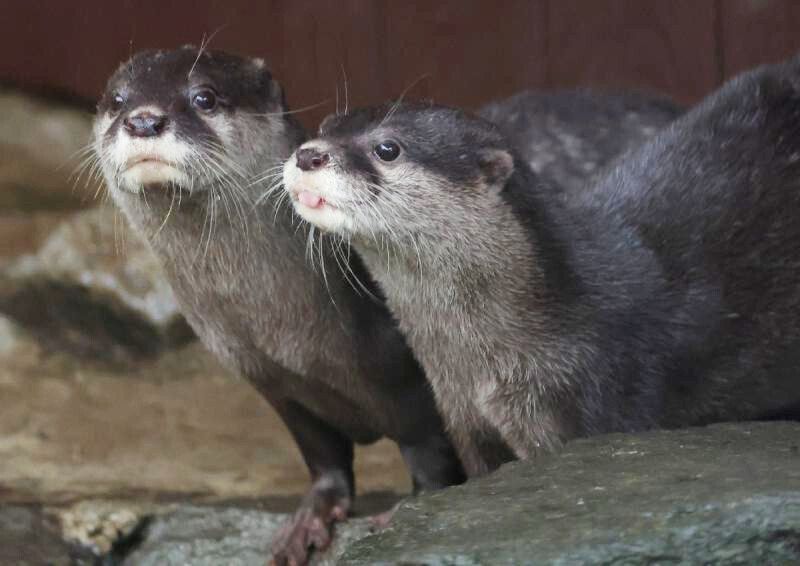 めてお~@ tweet media