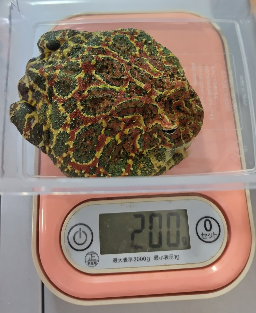 junkokko1416's tweet image. 大きな腫瘍と浮腫みのとれた、パクちゃん、手術前に比べて−30g。思ってたほど減少しなかった😆
#ベルツノガエル #pacmanfrog