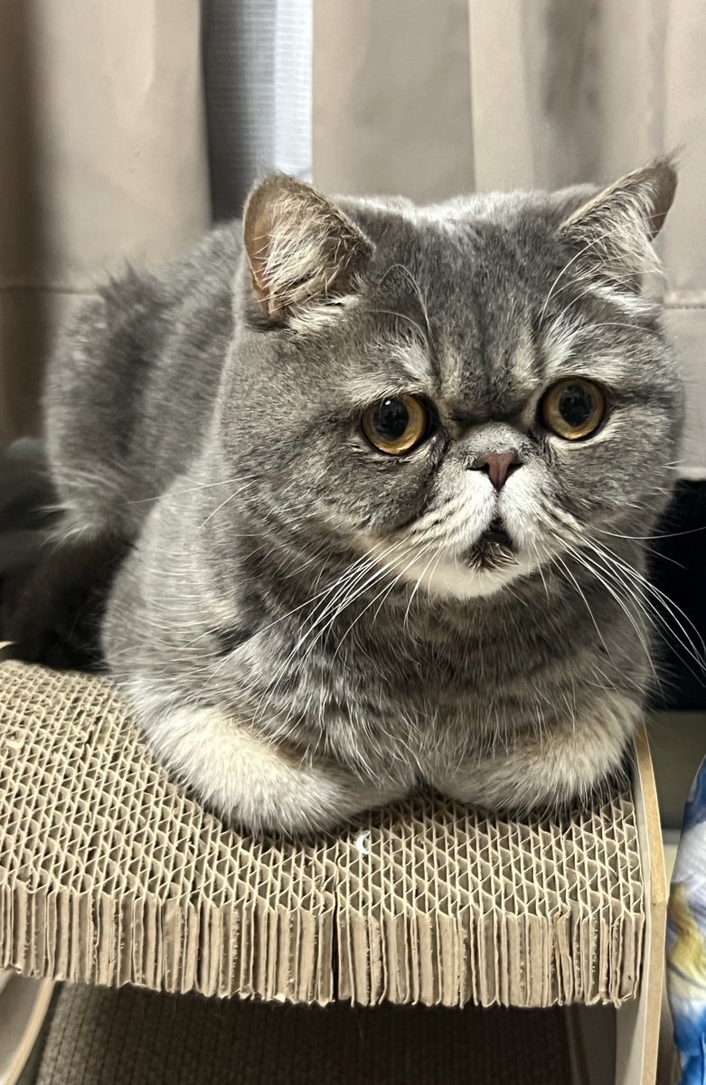 ういうるのおパパ tweet media