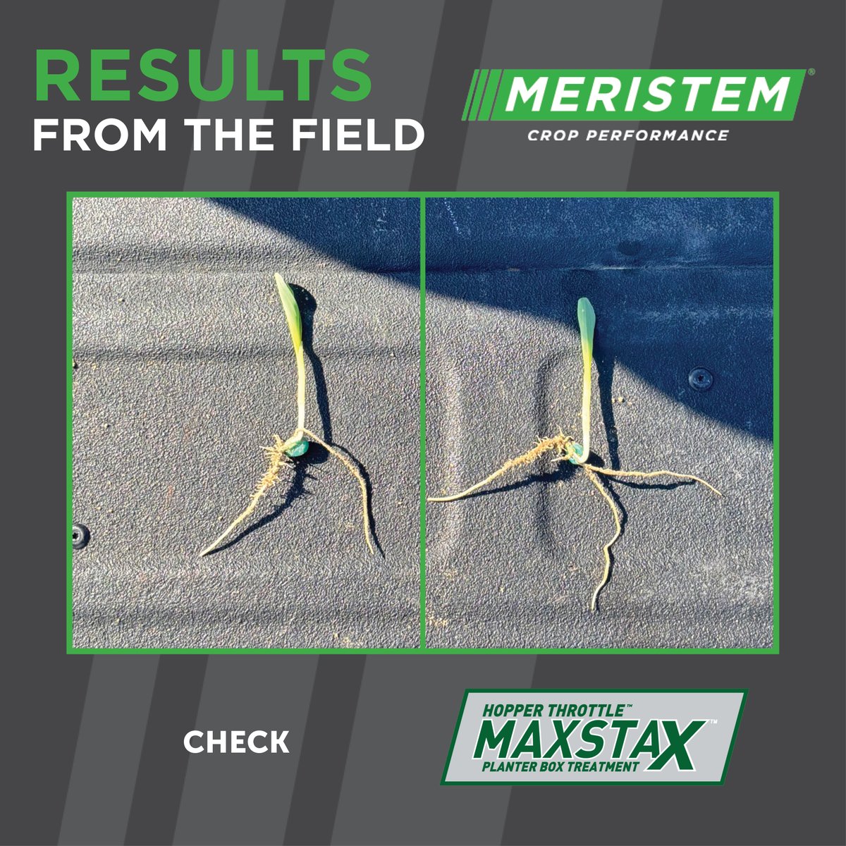 MeristemAg's tweet photo. MaxStax Corn is already making a difference below ground on root structure in South Carolina this past week. That early advantage sets the tone for the entire season. Thanks to Blake Huddleston at @scoutseedco for sharing! 

Learn more about MaxStax here: https://t.co/PeUFZ2yuTL https://t.co/BMquPlrY7S
