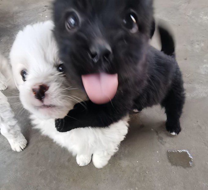 한둥이 tweet media