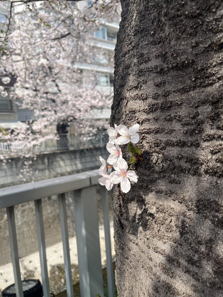 96_show's tweet photo. 昨日撮った桜。
雨降って散っちゃったかな？ https://t.co/diUuJSJehf