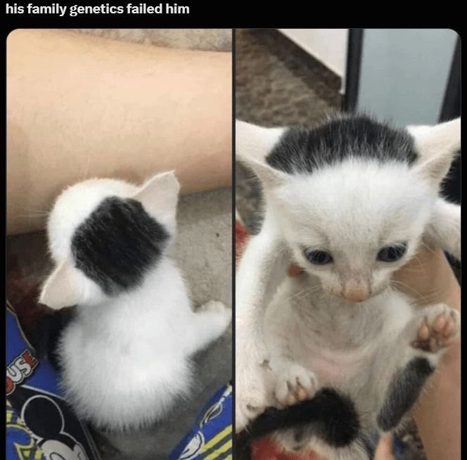 No Cats No Life tweet media