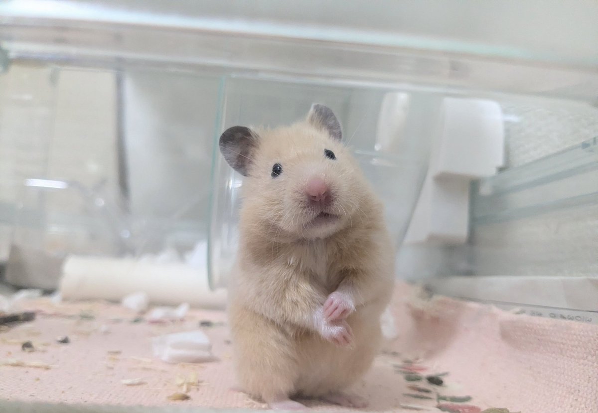 じゃが太郎&ちゃら太郎＆じゃむ太郎＆しゃり太郎 tweet media