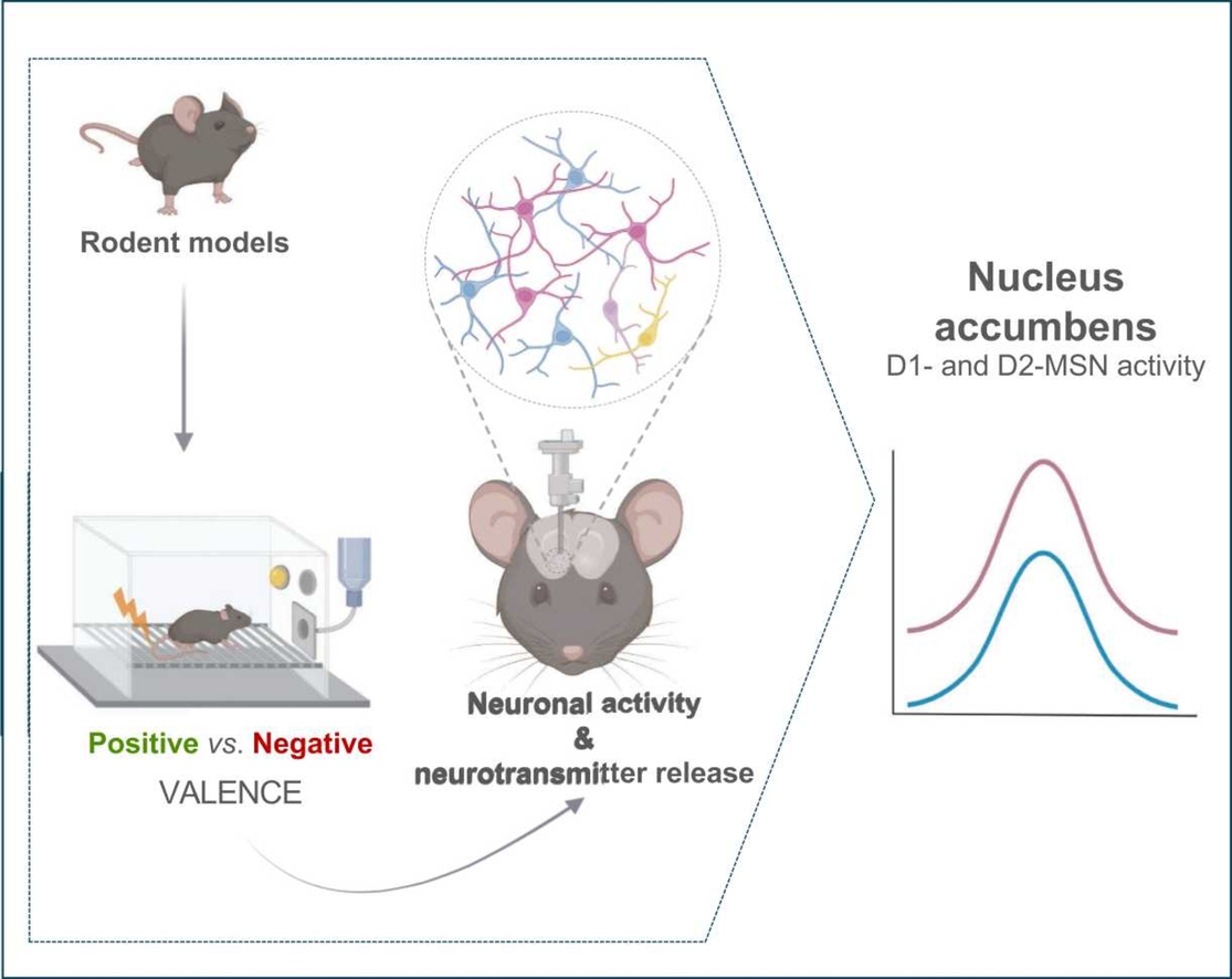 JUST PUBLISHED: Understanding the contribution of nucleus accumbens D1- and D2-neurons for rewarding and aversive behaviors

Click here to read the latest free, Open Access article from Brain Organoid &amp; Systems Neuroscience Journal: spj.science.org/doi/10.1016/j.…