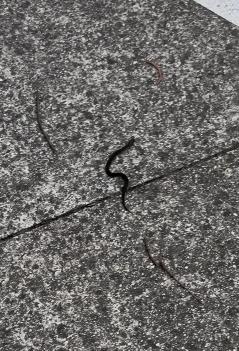 MopGarden tweet media