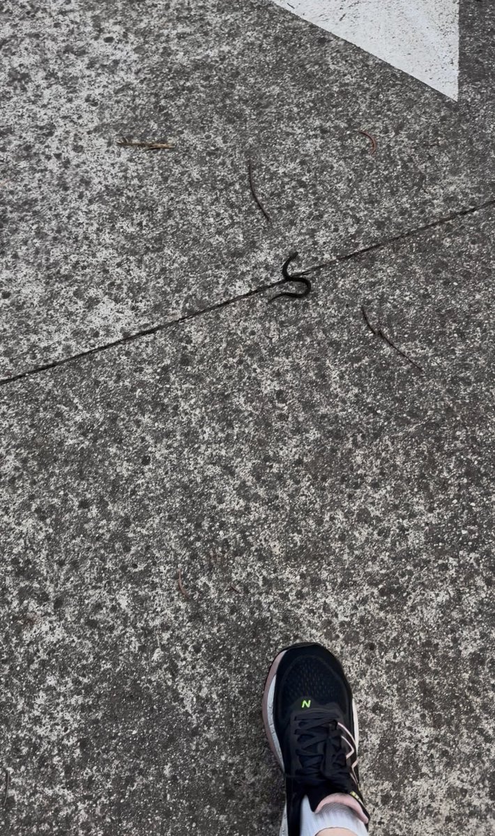 MopGarden tweet media