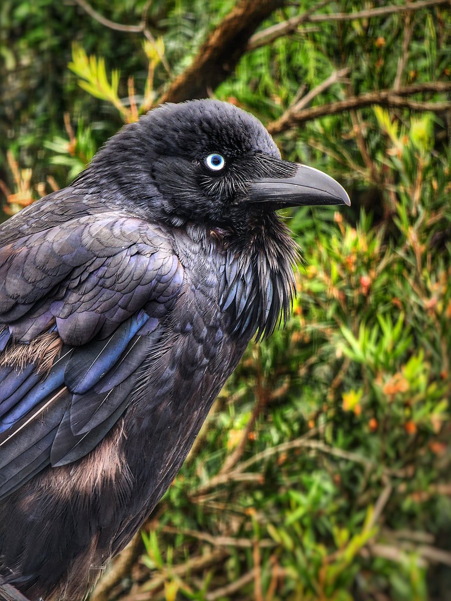 Uncle CornPop (Profile 2.0) tweet media