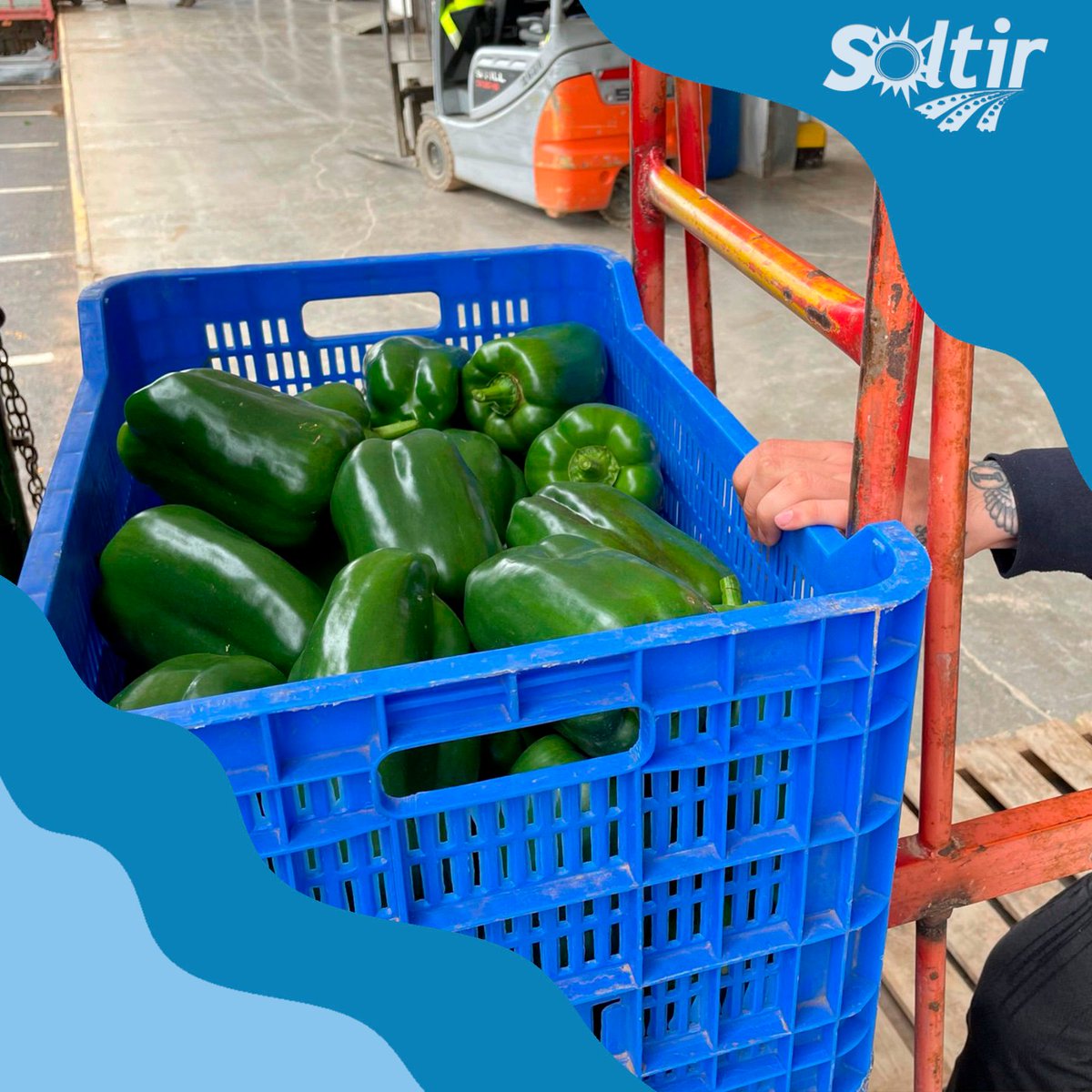 CALIDAD, INNOVACIÓN Y TRADICIÓN 🌱🔝

Tres pilares que definen a #Soltir desde el primer día 👌

Cuidamos cada detalle para ofrecer productos excepcionales, siempre con el compromiso y la cercanía que nos caracteriza 🤝