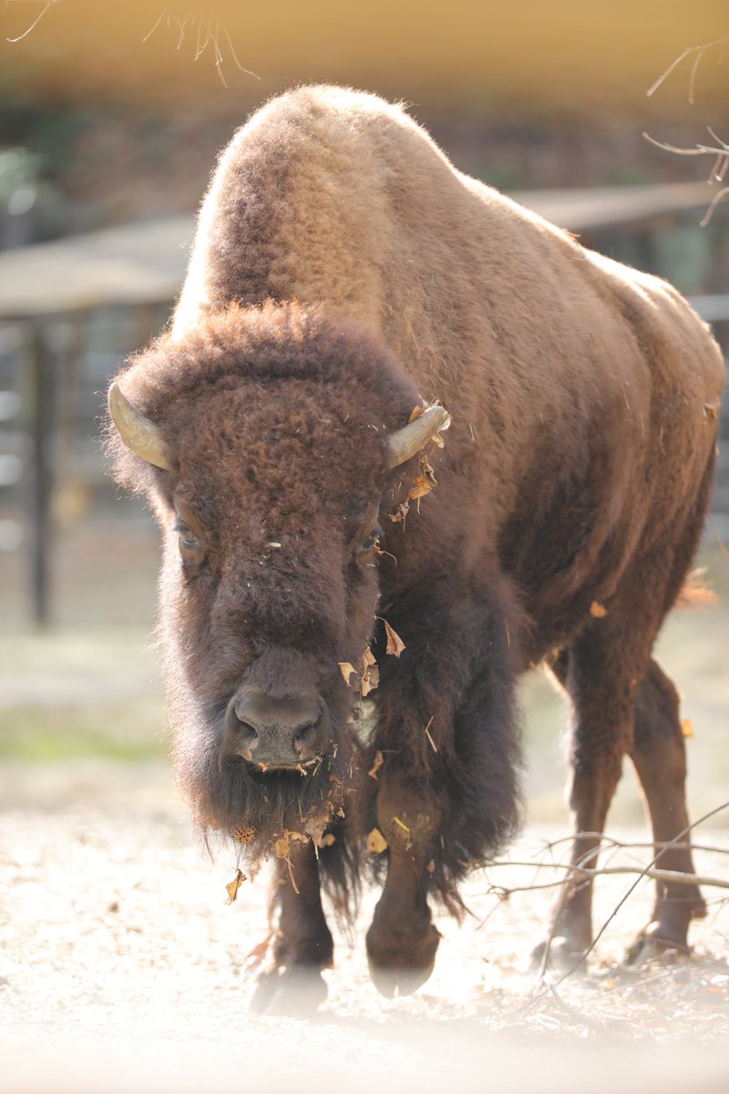 tabibito tweet media