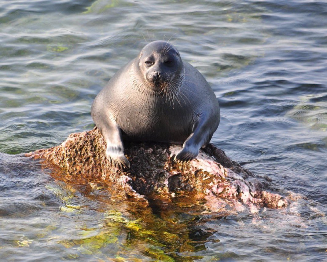 Herbuurna 🦭🇵🇷 tweet media