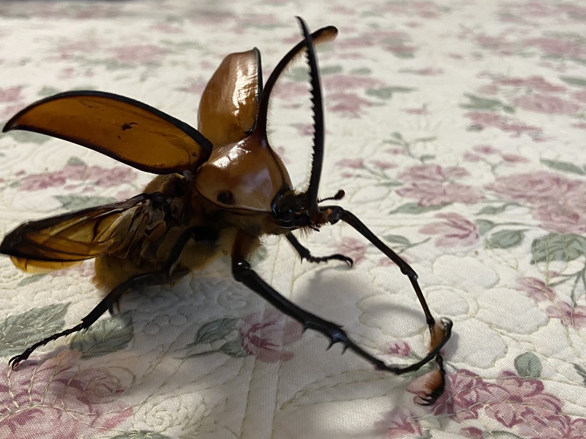 ビソン🐞 tweet media