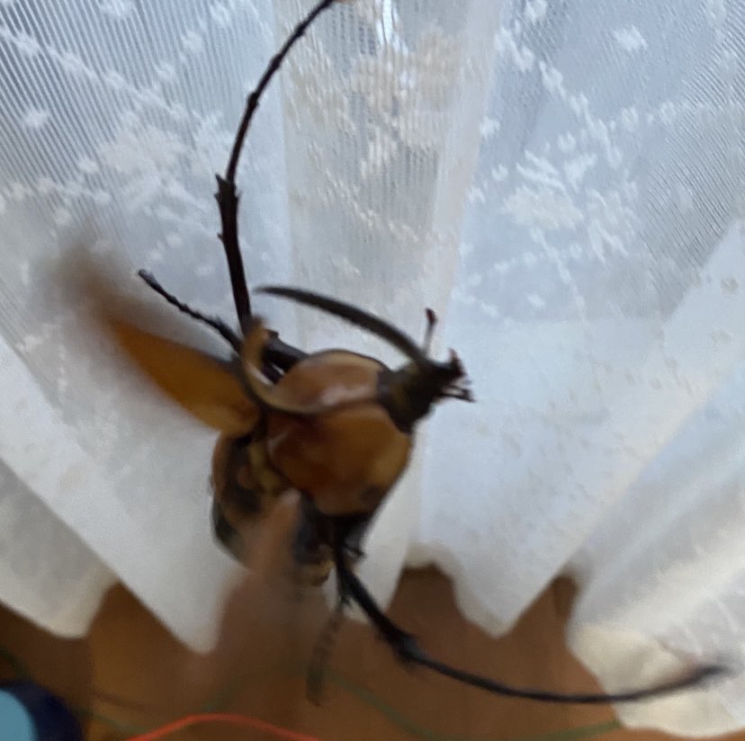 ビソン🐞 tweet media