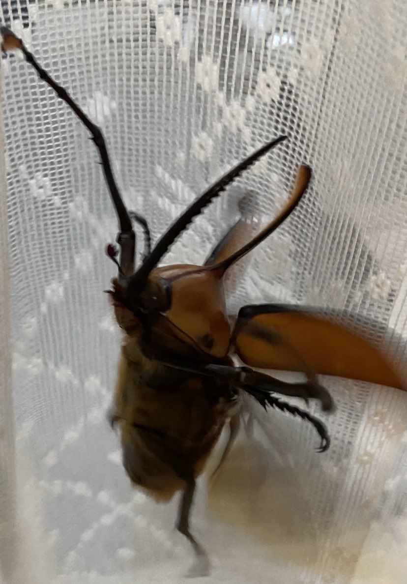 ビソン🐞 tweet media