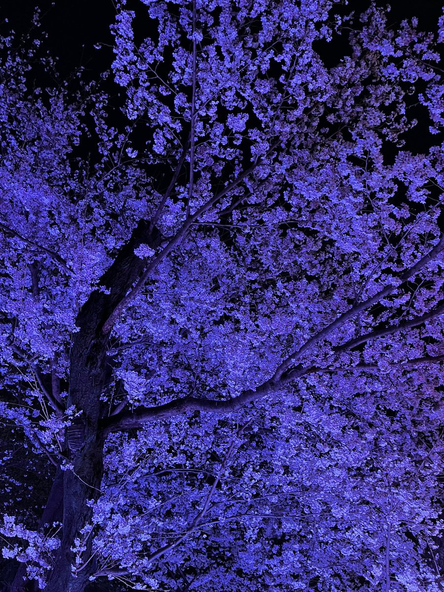 めぐちゃん💗🪽 tweet media