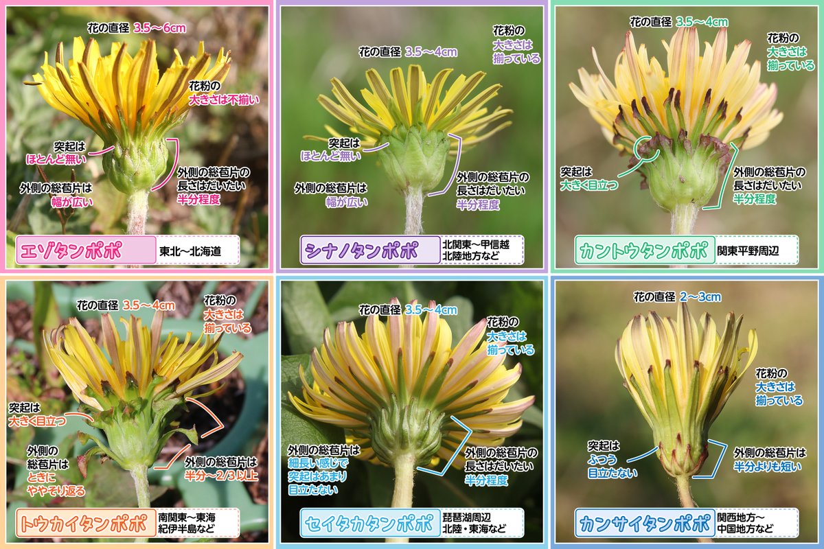 わぴちゃん🐰🎀【公式】気象予報士🌦️/自然系ライター🌺 tweet media