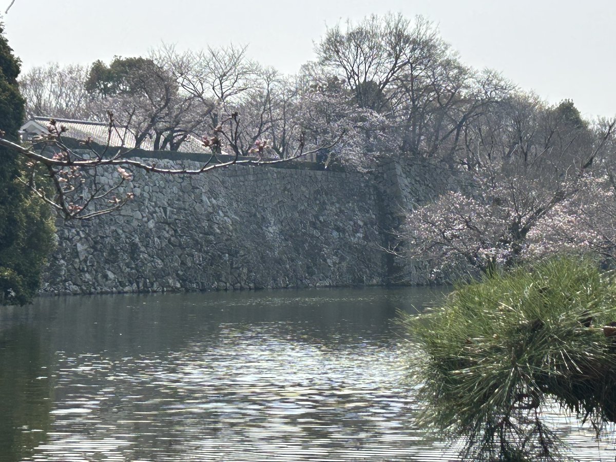 EXPLOREHIMEJI's tweet photo. Hello American guys!!

In Japan, you can see a very beautiful castle!!
This is called Himeji-castle and Shirasagi-castle. Shirasagi means white heron.

And now, you can see cherry blossoms 🌸 
It’s very nice!

I like to eat lunch with watching them.
Let’s do it ! https://t.co/m3qDSeEJ2p