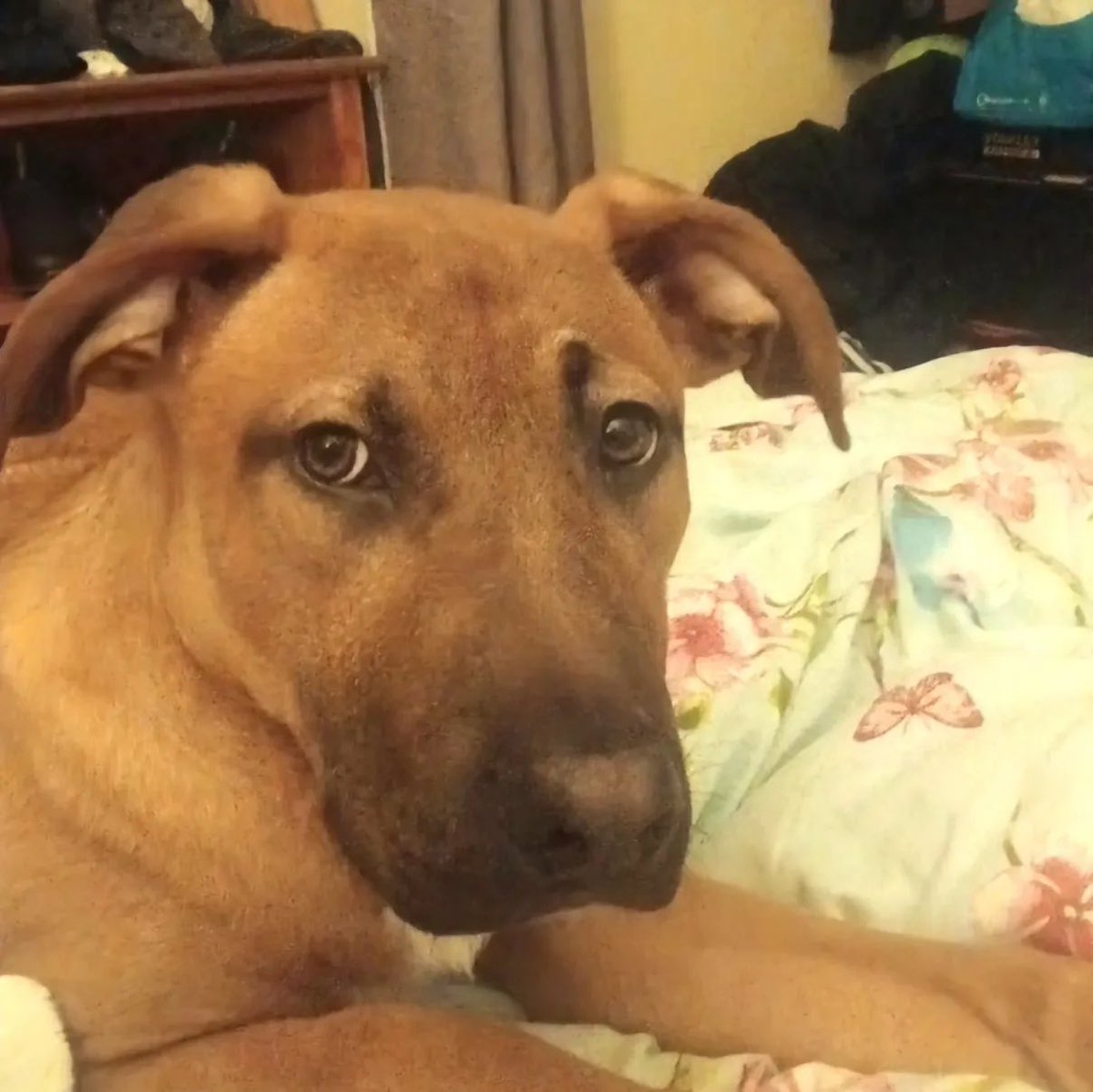 Help2Rehome Scotland tweet media