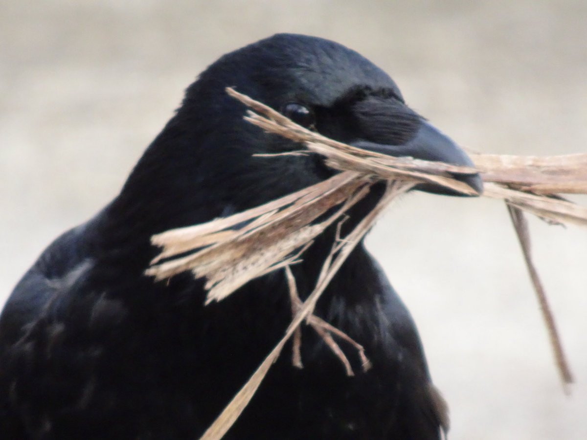 Vienna City Crows tweet media