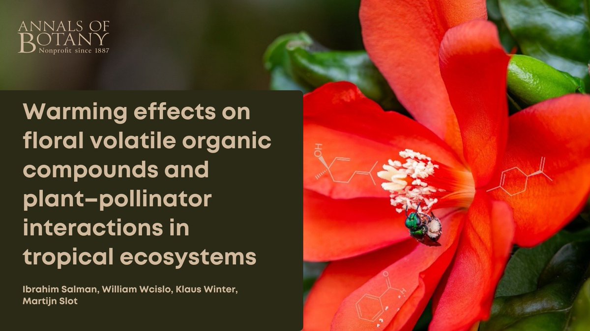 🌸🌼Join us to learn about the newly published “Warming effects on floral volatile organic compounds and plant–pollinator interactions in tropical ecosystems” in <a href="/annbot/">Annals of Botany</a> by <a href="/Ibrahim_Salman1/">Ibrahim Salman</a> and co-authors. 🧵 (1/8)

👉 doi.org/qxxv

#PlantScience #AoBpapers