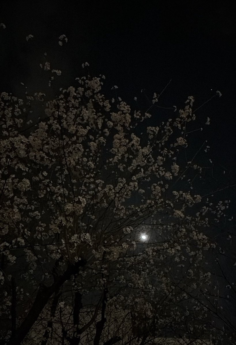 榎並月 【Meteors】 tweet media